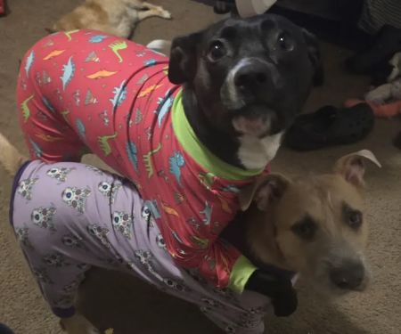 Davis Veterinary Clinic