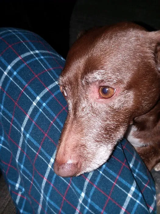 Davis Veterinary Clinic Picture 8