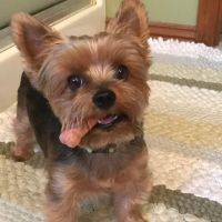 Bader Paul w DVM ico