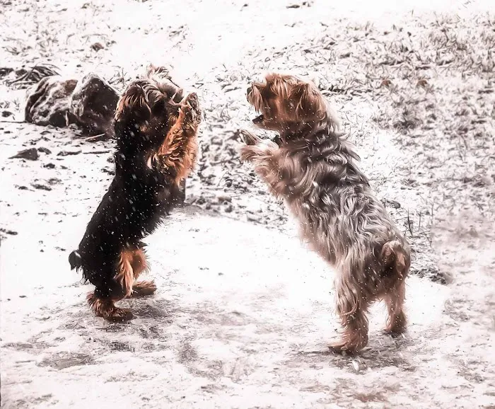 Bader Paul w DVM Picture 3