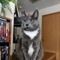 Aurora Animal Clinic ico