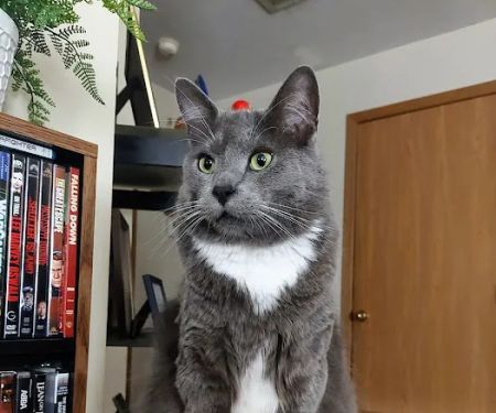 Aurora Animal Clinic