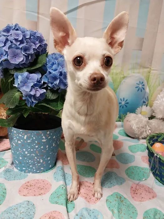 Aurora Animal Clinic Picture 5