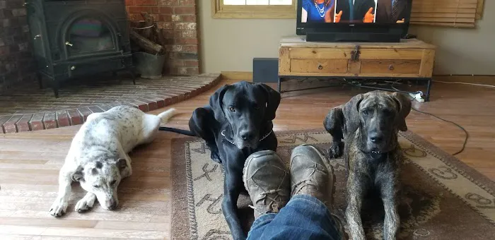 Aurora Animal Clinic Picture 7