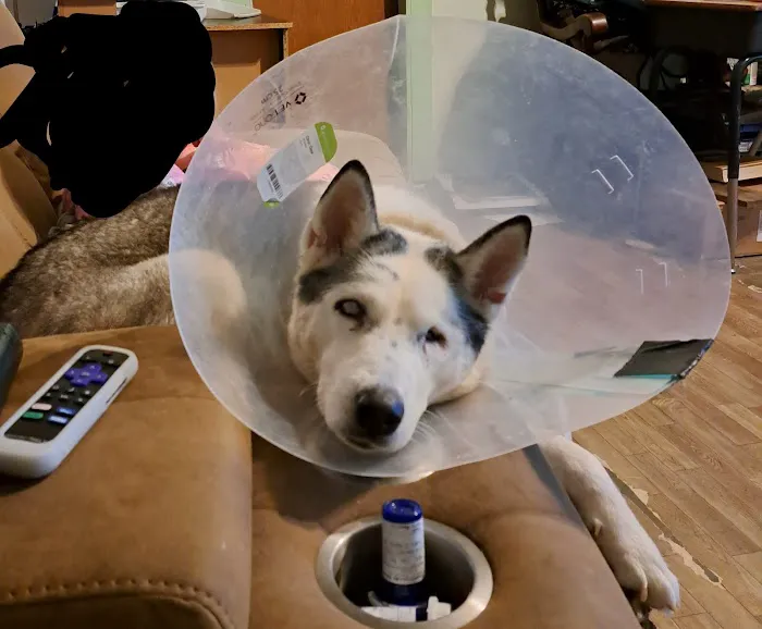 Countryside Animal Clinic Picture 1