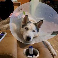 Countryside Animal Clinic ico