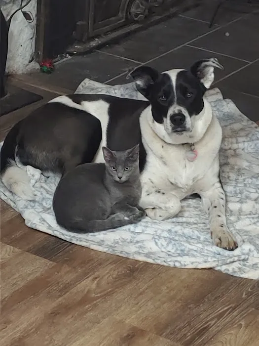 Countryside Animal Clinic Picture 3