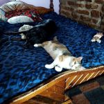 Animal Clinic of Monett