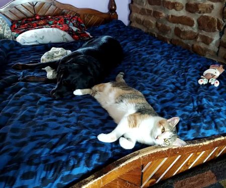 Animal Clinic of Monett