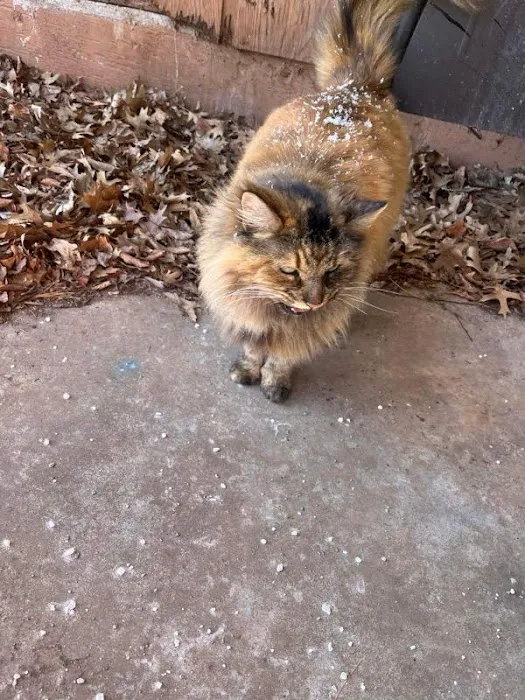 Animal Clinic of Monett Picture 4