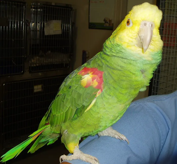 Animal Clinic of Monett Picture 10