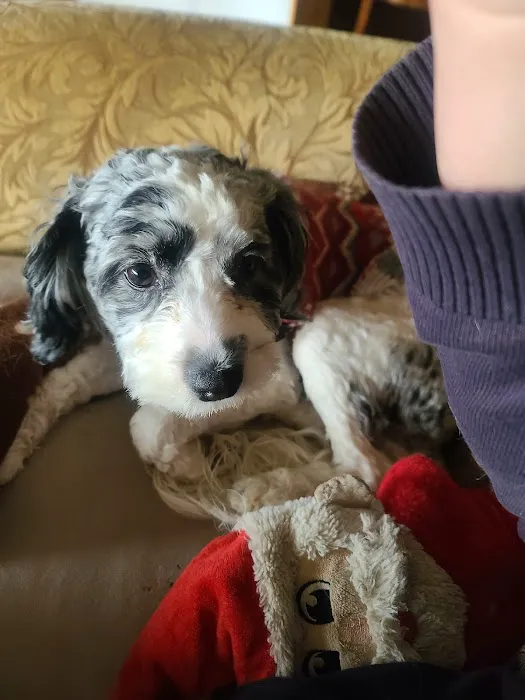 Houston Veterinary Hospital Picture 1