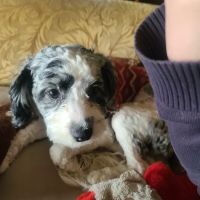 Houston Veterinary Hospital ico