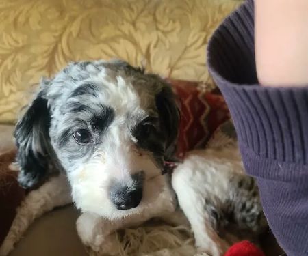 Houston Veterinary Hospital