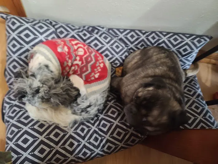 Houston Veterinary Hospital Picture 3