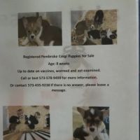 Texas County Veterinary Clinic ico