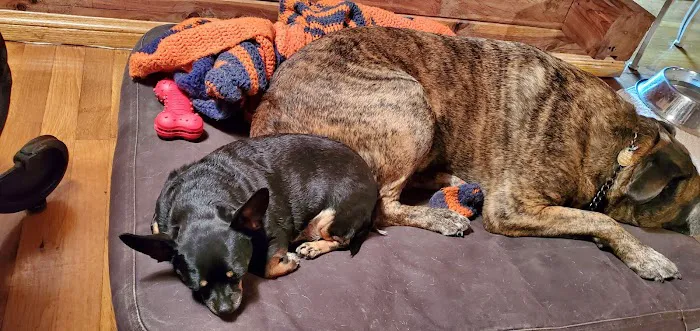 Mountain View Animal Clinic Picture 1