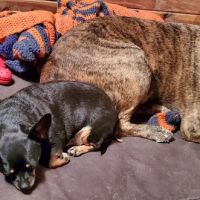 Mountain View Animal Clinic ico