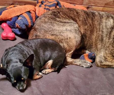 Mountain View Animal Clinic