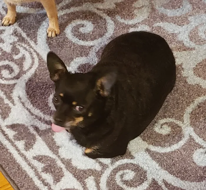 Mountain View Animal Clinic Picture 4