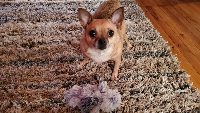 Mountain View Animal Clinic Picture 2