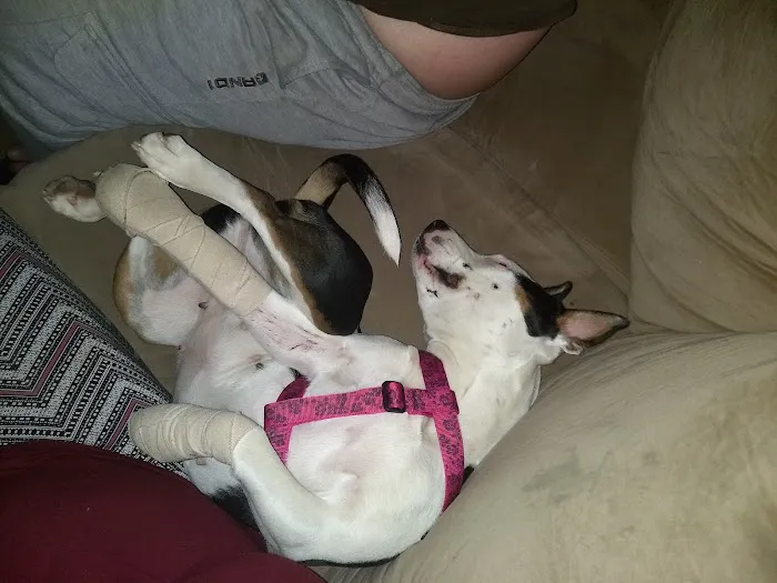 Mountain View Animal Clinic Picture 8