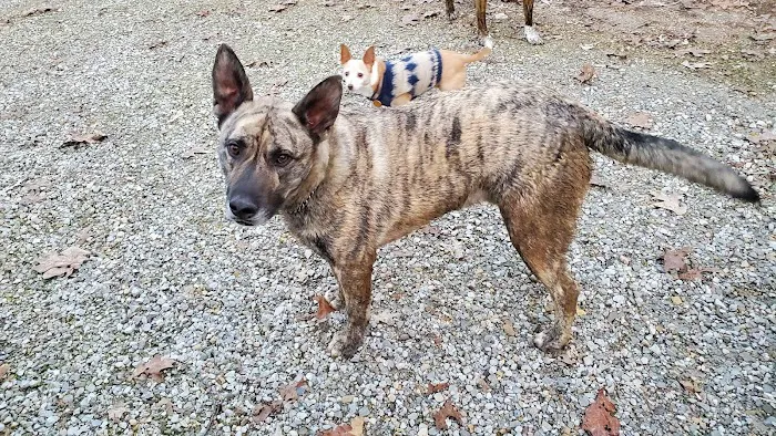 Mountain View Animal Clinic Picture 6