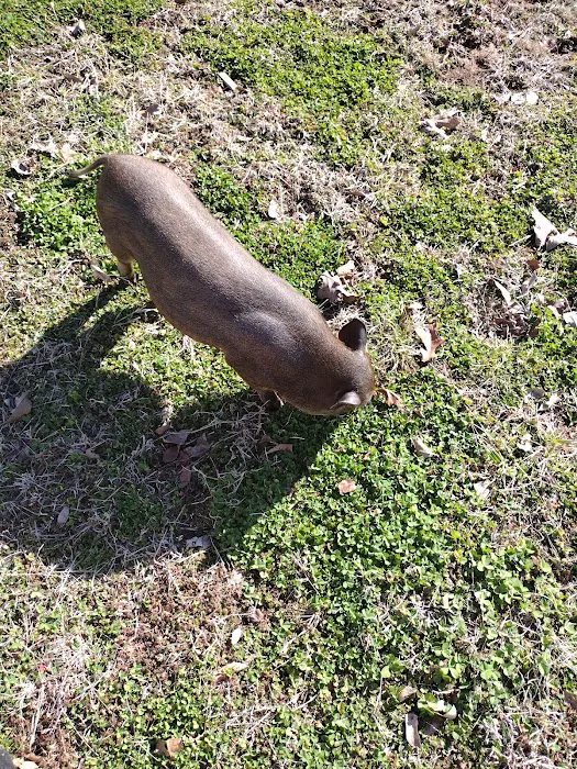 Mountain View Animal Clinic Picture 10