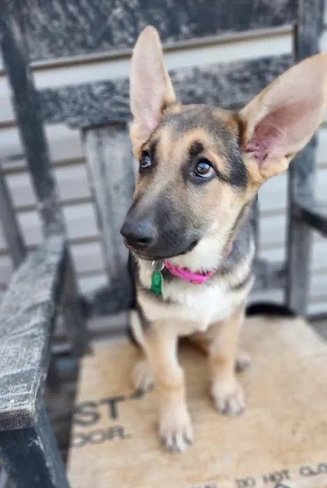 Barn Hollow Veterinary Services Picture 1