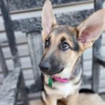 Barn Hollow Veterinary Services