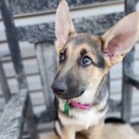 Barn Hollow Veterinary Services ico