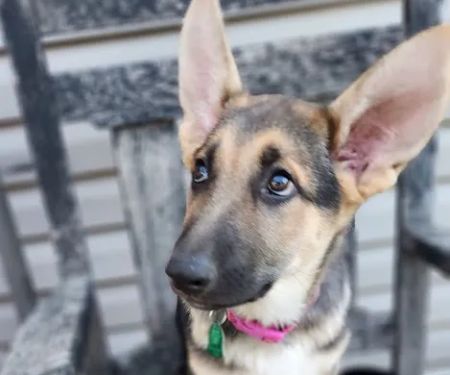 Barn Hollow Veterinary Services