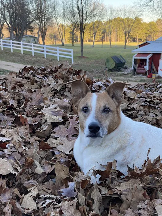 Barn Hollow Veterinary Services Picture 2