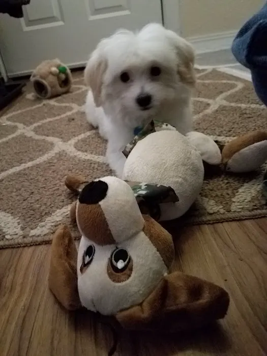 Barn Hollow Veterinary Services Picture 8