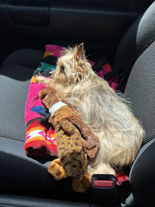 Priority Pet Care of the Ozarks Picture 3