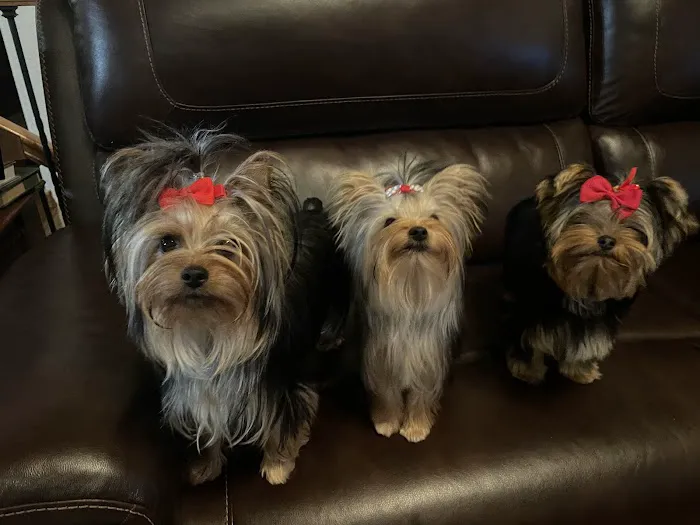 Priority Pet Care of the Ozarks Picture 2