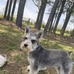 Priority Pet Care of the Ozarks