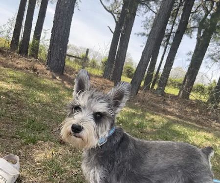 Priority Pet Care of the Ozarks