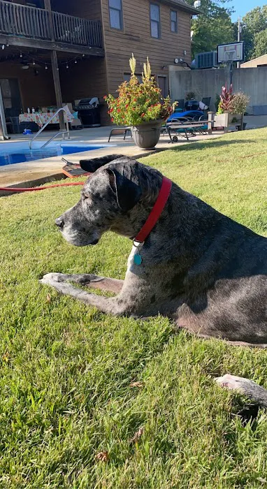 Priority Pet Care of the Ozarks Picture 6