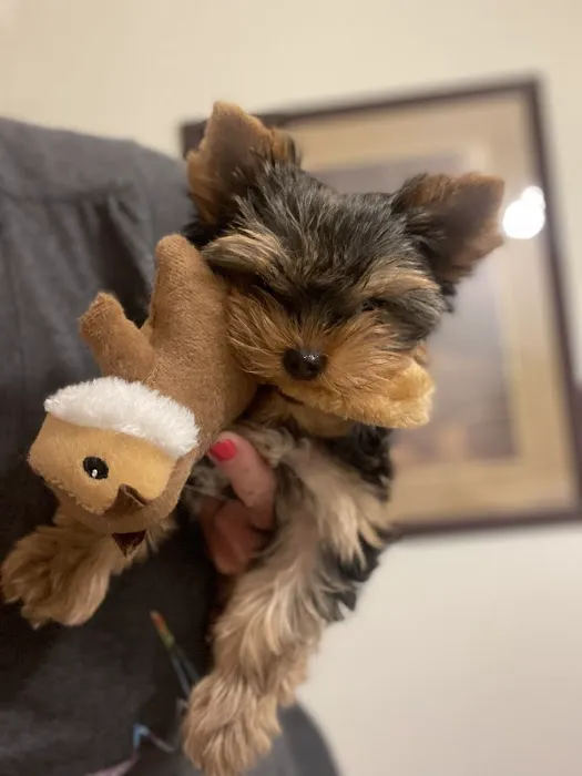 Priority Pet Care of the Ozarks Picture 5