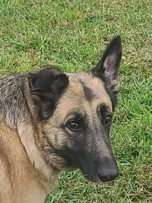 Priority Pet Care of the Ozarks Picture 9