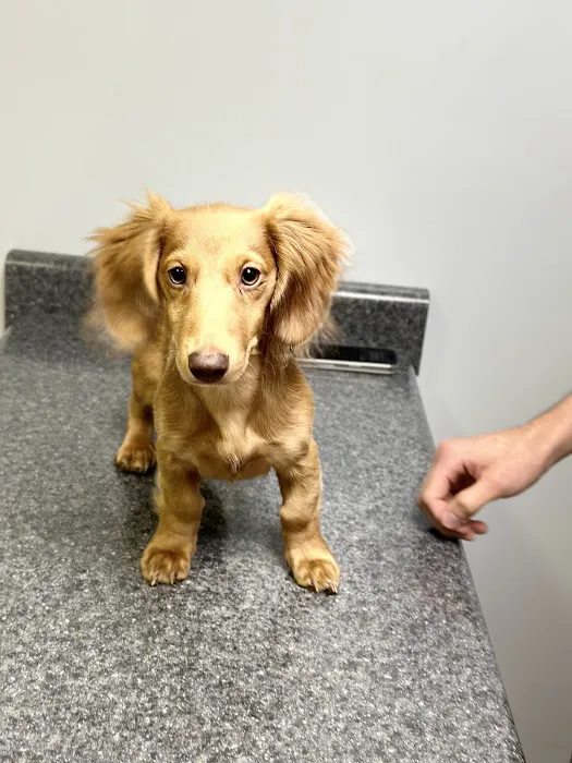 Priority Pet Care of the Ozarks Picture 4