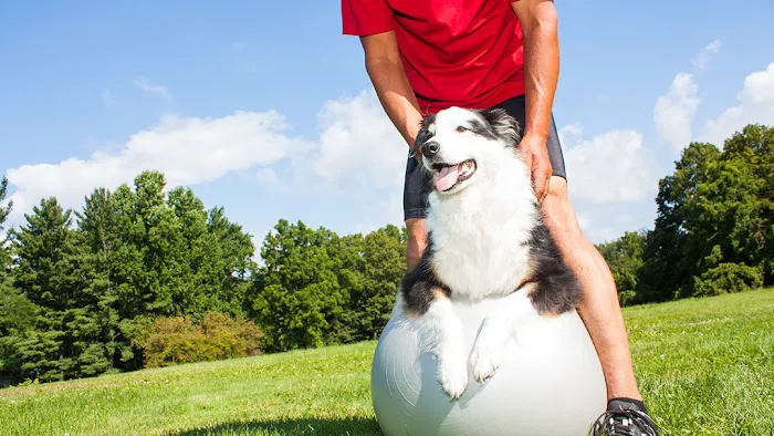 Priority Pet Care of the Ozarks Picture 10