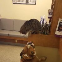 Monett Veterinary Hospital ico