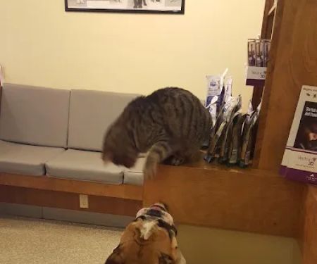 Monett Veterinary Hospital