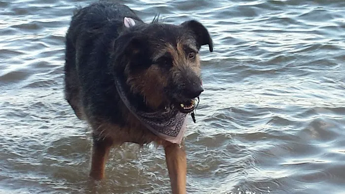 Monett Veterinary Hospital Picture 3