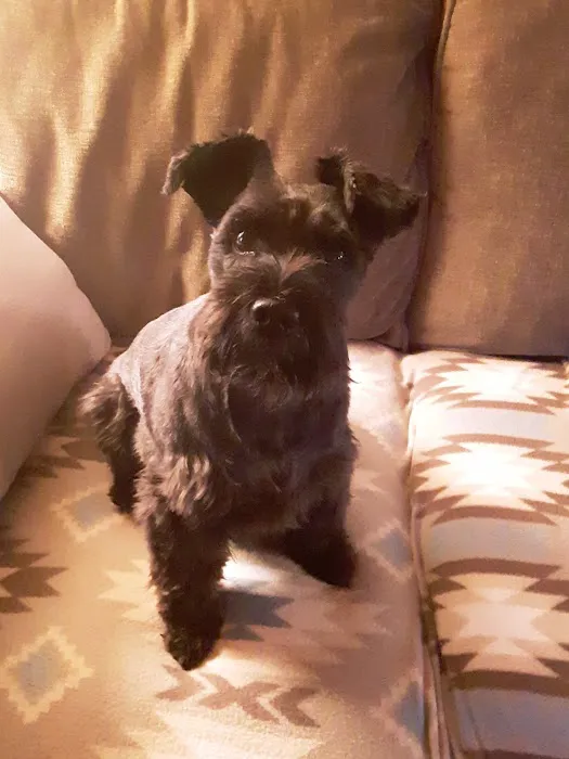 Monett Veterinary Hospital Picture 4