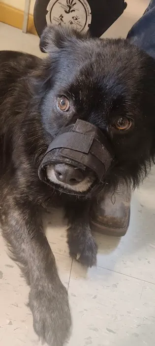 Country View Animal Clinic- Dr. Charles L Wallace DVM Picture 1