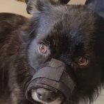 Country View Animal Clinic- Dr. Charles L Wallace DVM