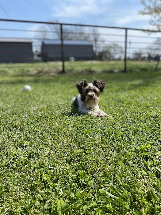 Country View Animal Clinic- Dr. Charles L Wallace DVM Picture 6